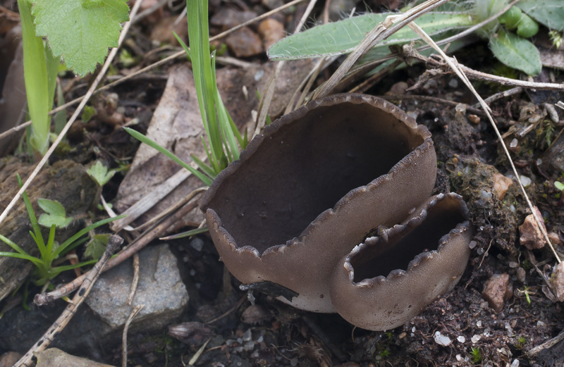 Hevella leucomelaena